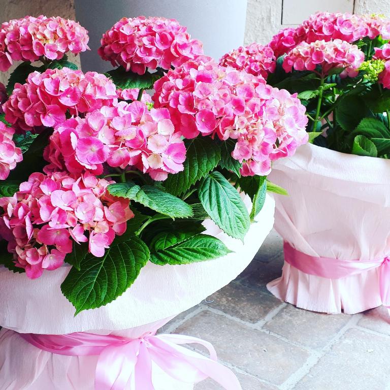 a bouquet of pink flowers in white buckets at Bike&Boat Argentario Hotel in Porto Santo Stefano