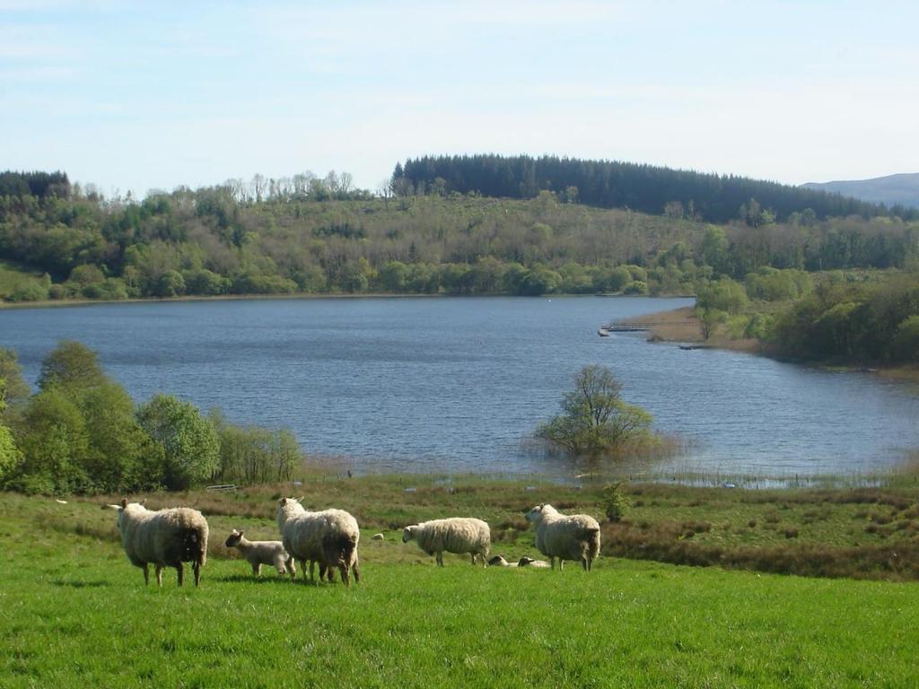 Gallery image of Moybrone Flat in Enniskillen