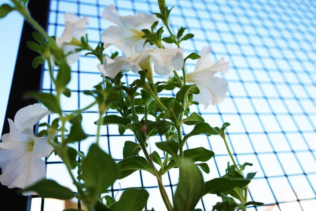 Afbeelding uit fotogalerij van İsinda Pansiyon in Kas