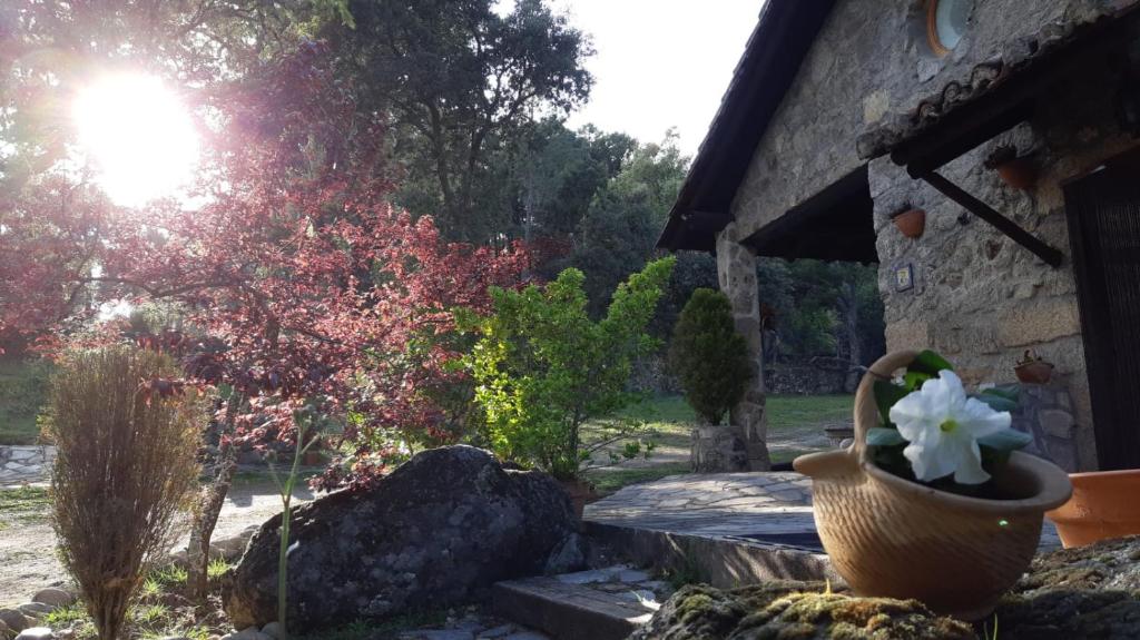 Un jarrón con una flor en él sentado al lado de un edificio en Casa rural La Borriquita en Gavilanes