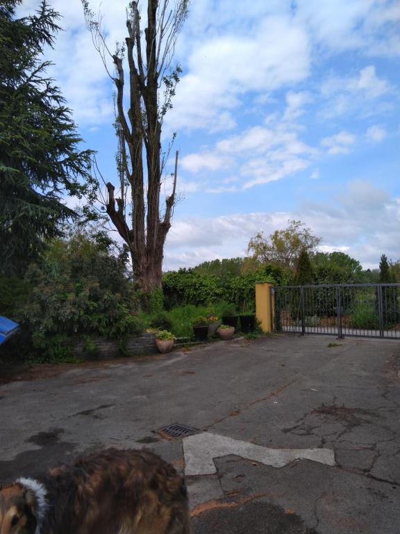 Foto dalla galleria di Swiss Borzoi House a Bellerive