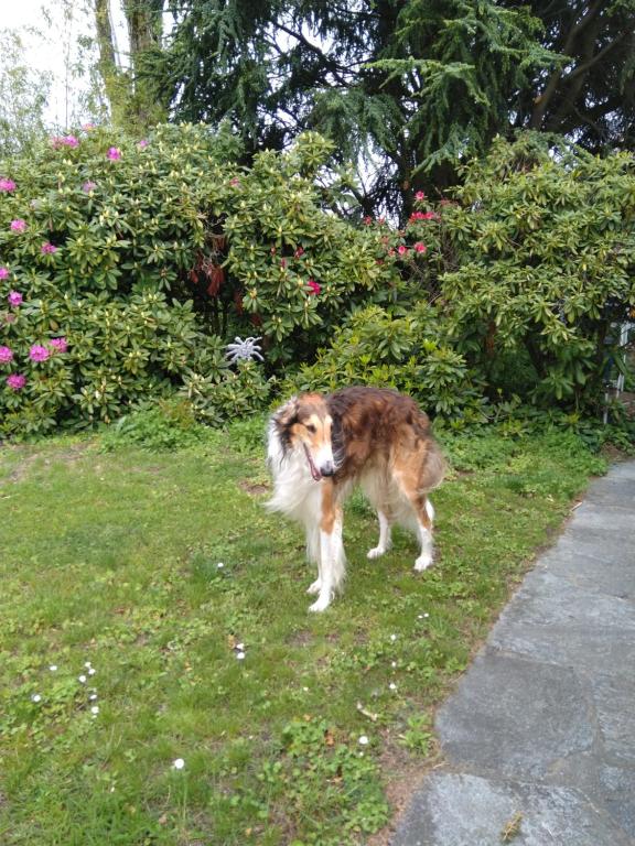 Ospiti di Swiss Borzoi House con animali domestici