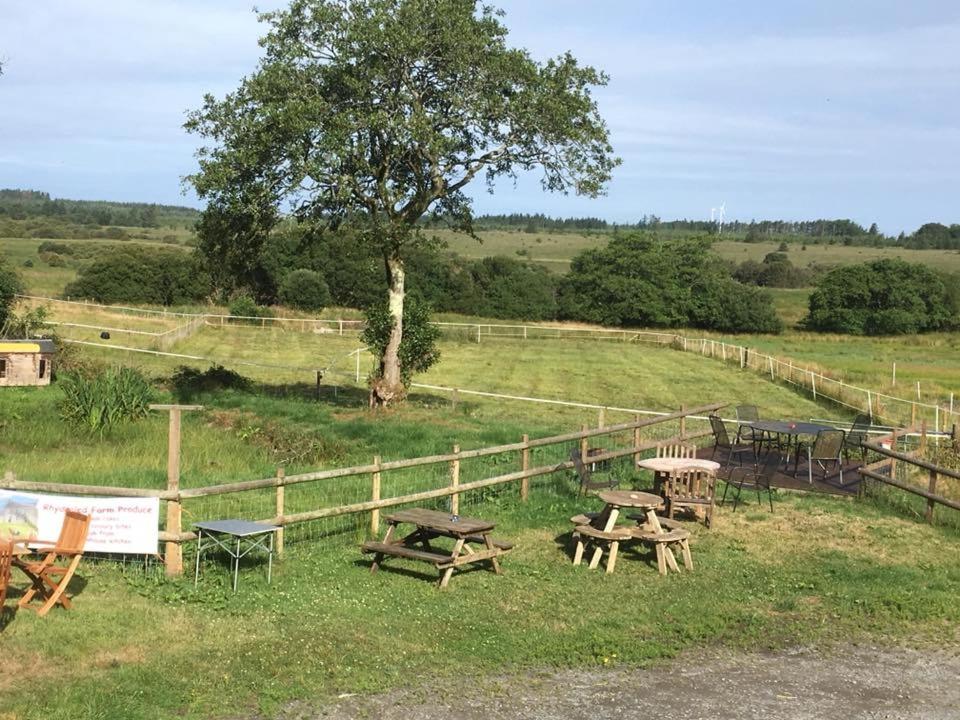 a group of picnic tables in a field with a tree at Rhydgaled in Llanon