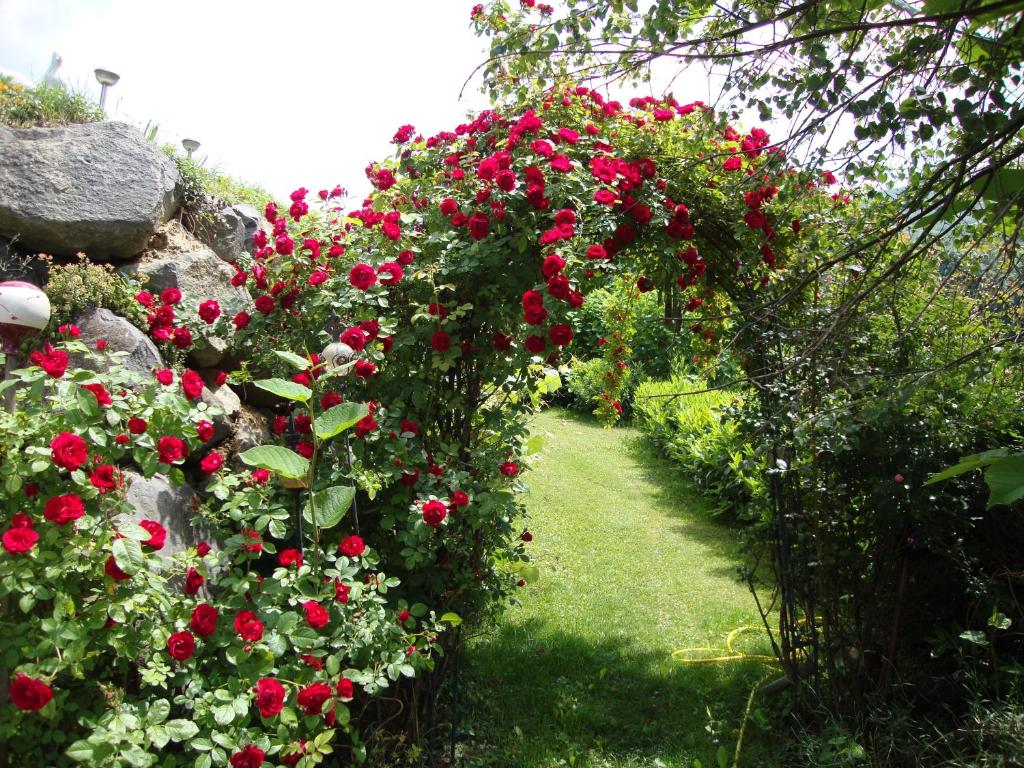 A garden outside Casa Anna