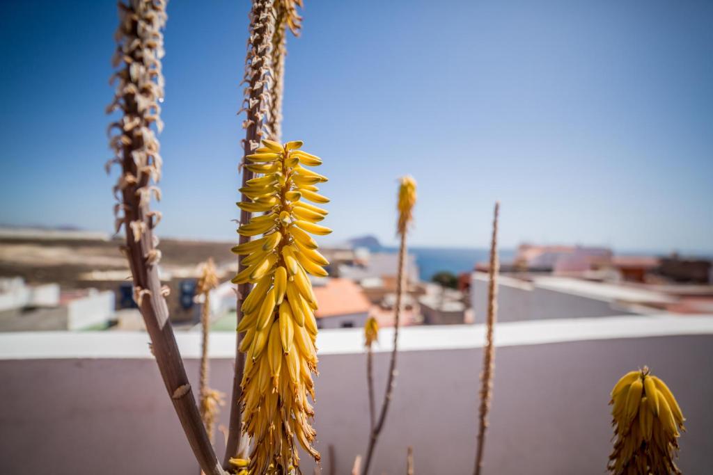 una flor amarilla con vistas al océano en Plaza Vista Mar, en Los Abrigos