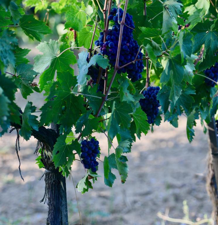 Imagem da galeria de The Grapevine by MANVI em Montepulciano