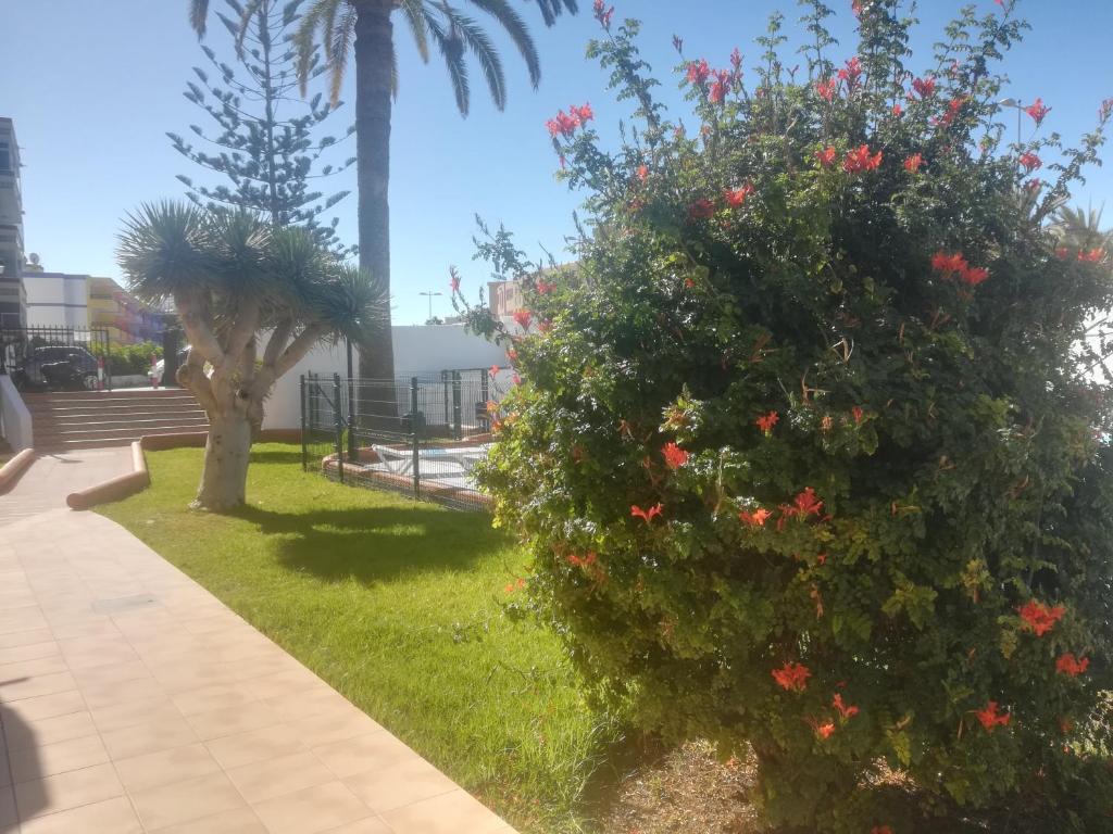 Vonkajšia záhrada v ubytovaní Teror Playa