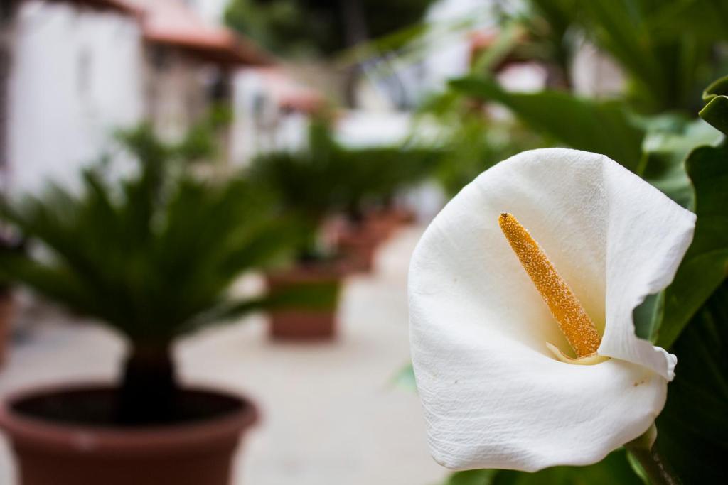 un primer plano de una flor blanca junto a una planta en i giardini di edicart en Bari
