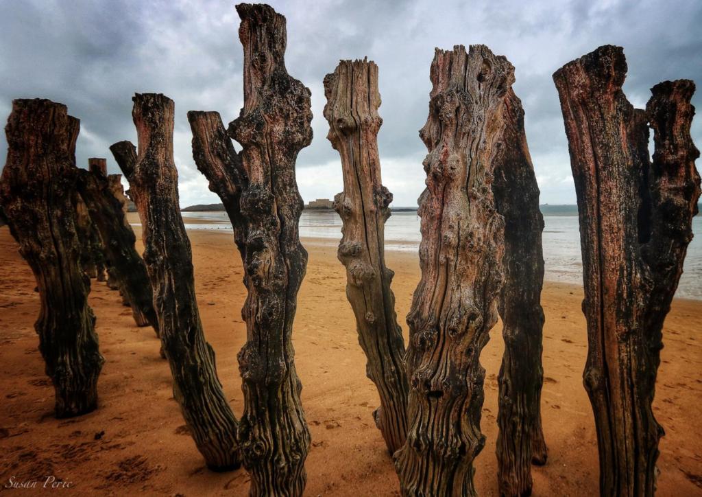 un groupe de bois dérivant sur la plage dans l'établissement Hotel De La Mer, à Saint-Malo