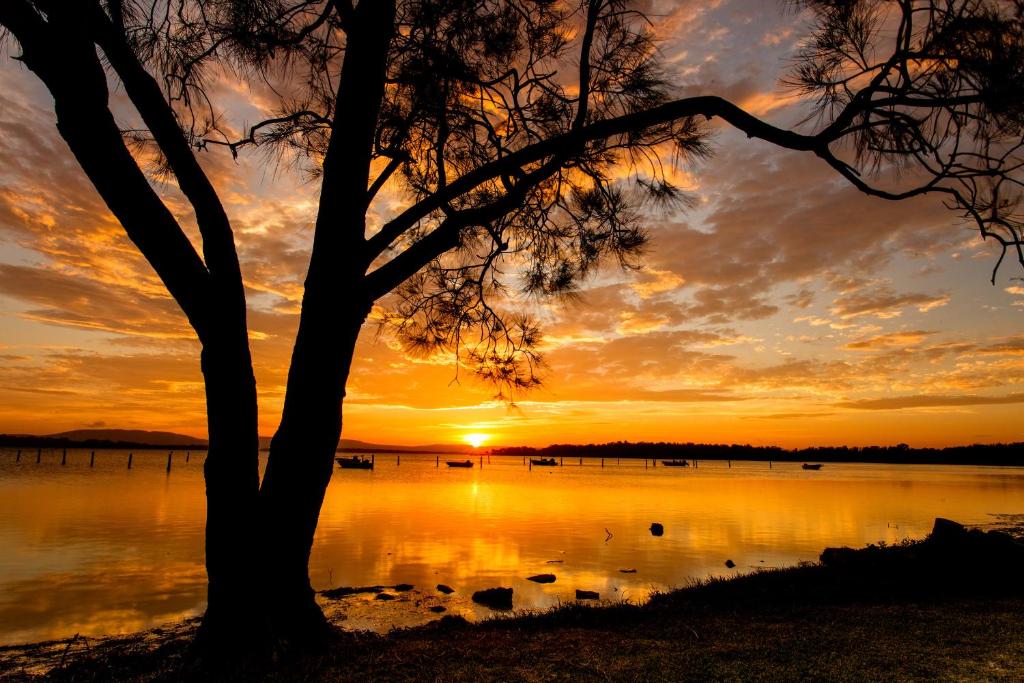 a tree in front of a lake at sunset at Lakeside Forster Holiday Park and Village in Forster