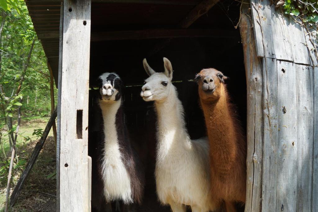 a group of three llamas standing in a building at Loire Valley Llama Farm Stay in Lavernat