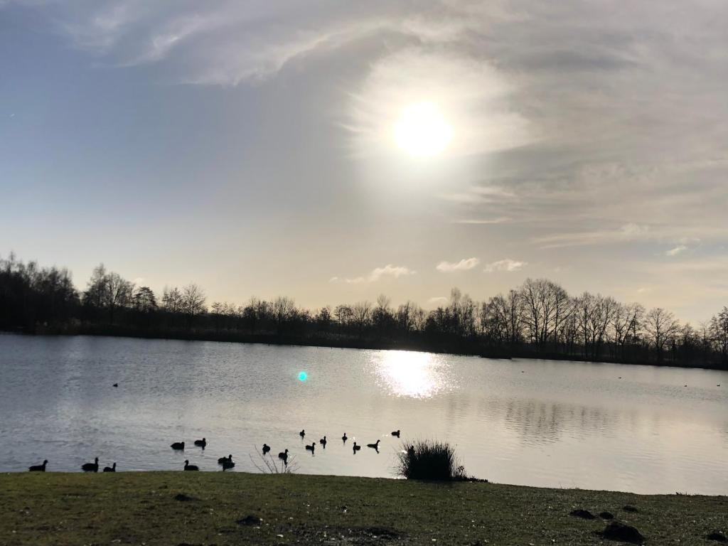 een groep eenden die in een meer zwemmen bij Vakantiewoning ‘t Reigersnest in Zonhoven