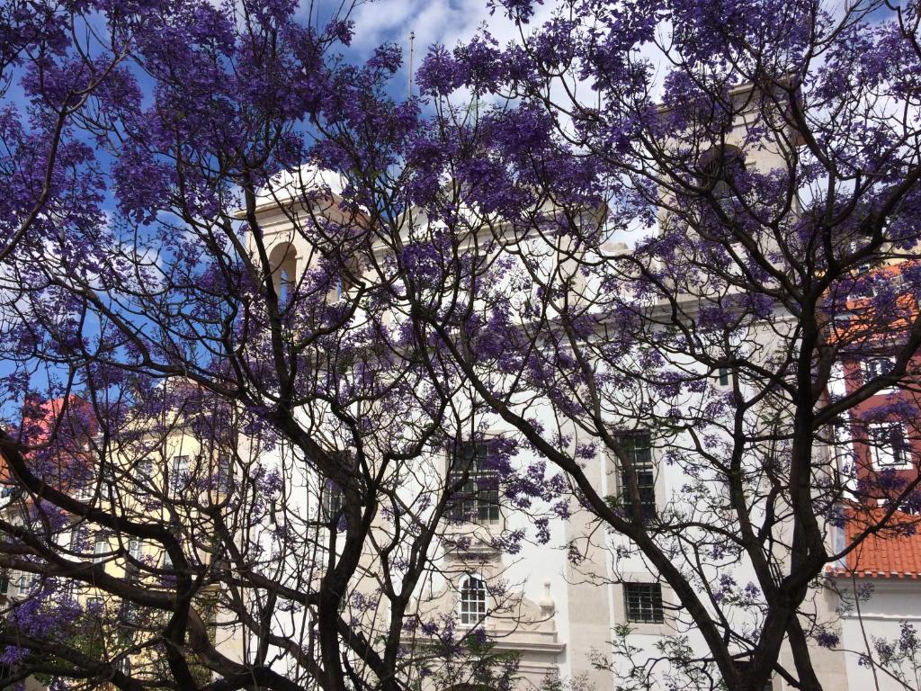 リスボンにあるCasa do Caldasの紫の花の木