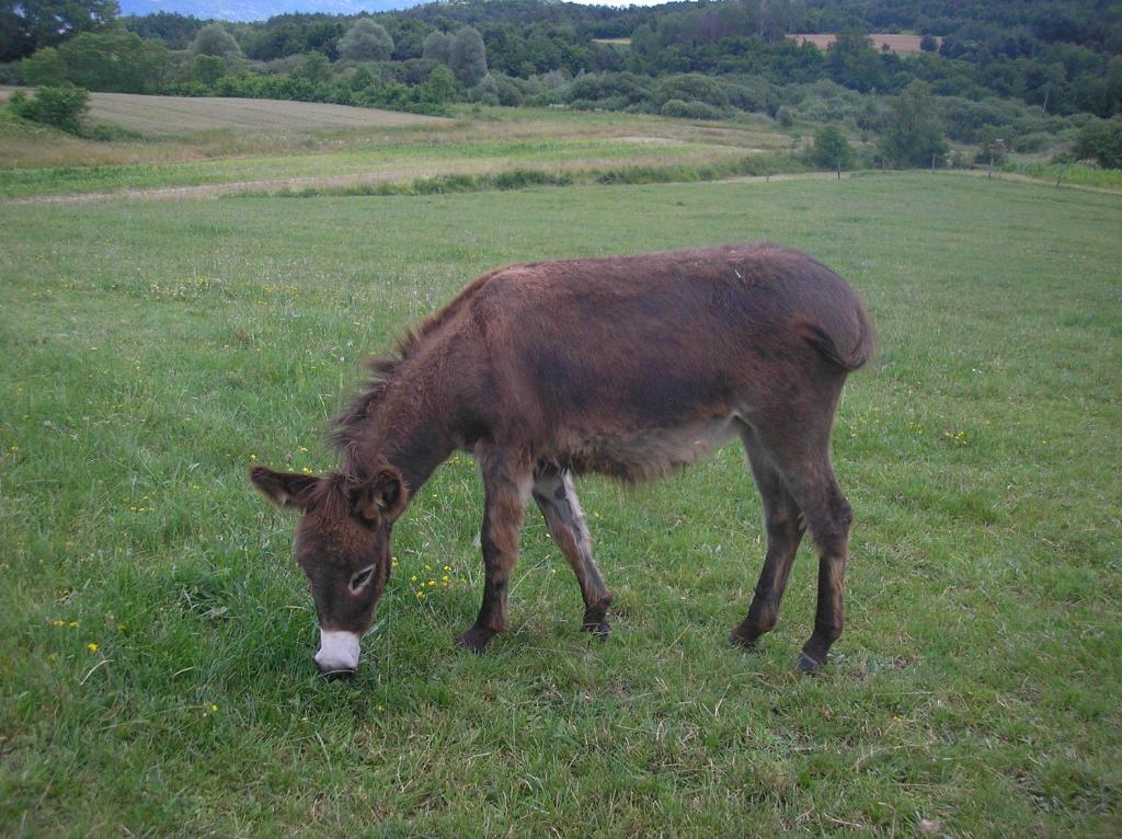 Zvířata v penzionu nebo okolí