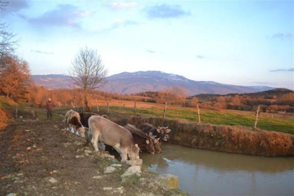 Gallery image of Agroturism Stara Štala in Borut