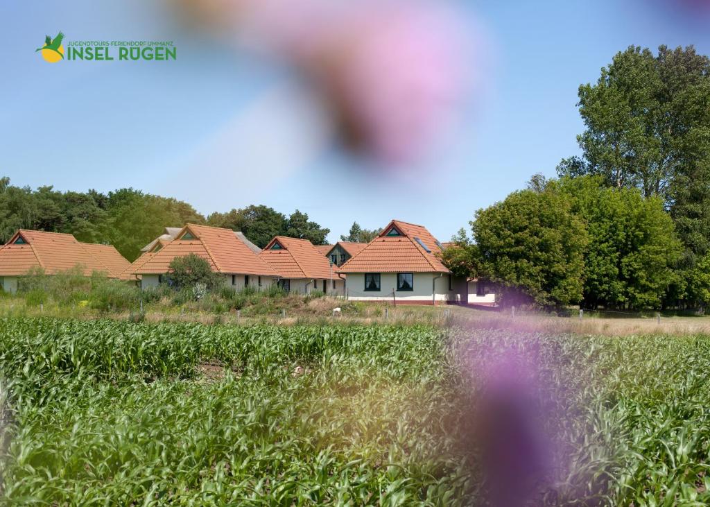 una casa con techos rojos en un campo de hierba en Jugendtours-Feriendorf Ummanz, en Ummanz