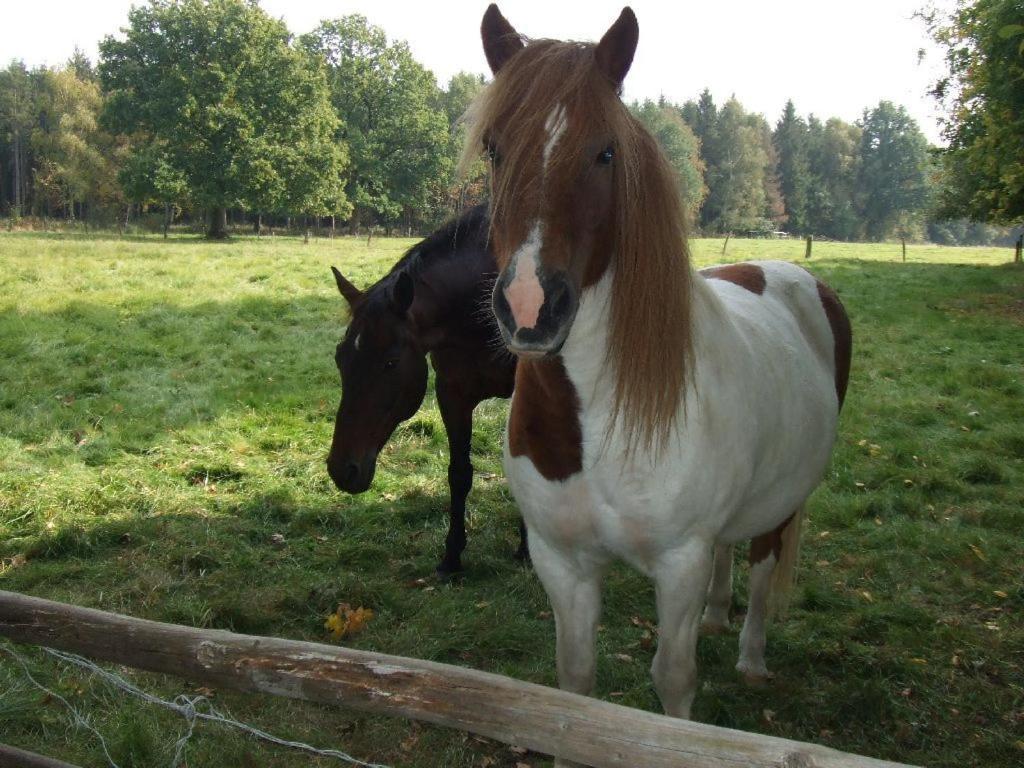 dos caballos parados en un campo junto a una valla en Ferienhof Steinbruch, en Wietzendorf