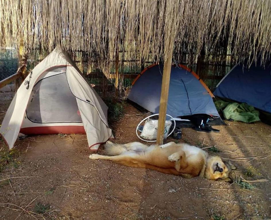 Domácí mazlíčci ubytovaní s hosty v ubytování Chillsteps Hostel