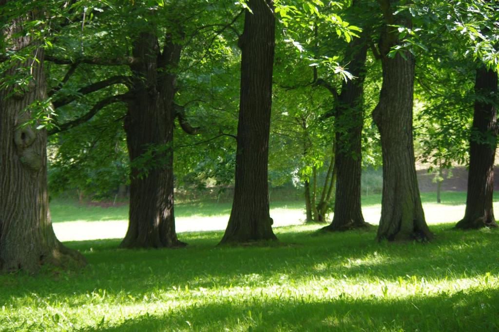 Zahrada ubytování Feriendomizil Schlossblick