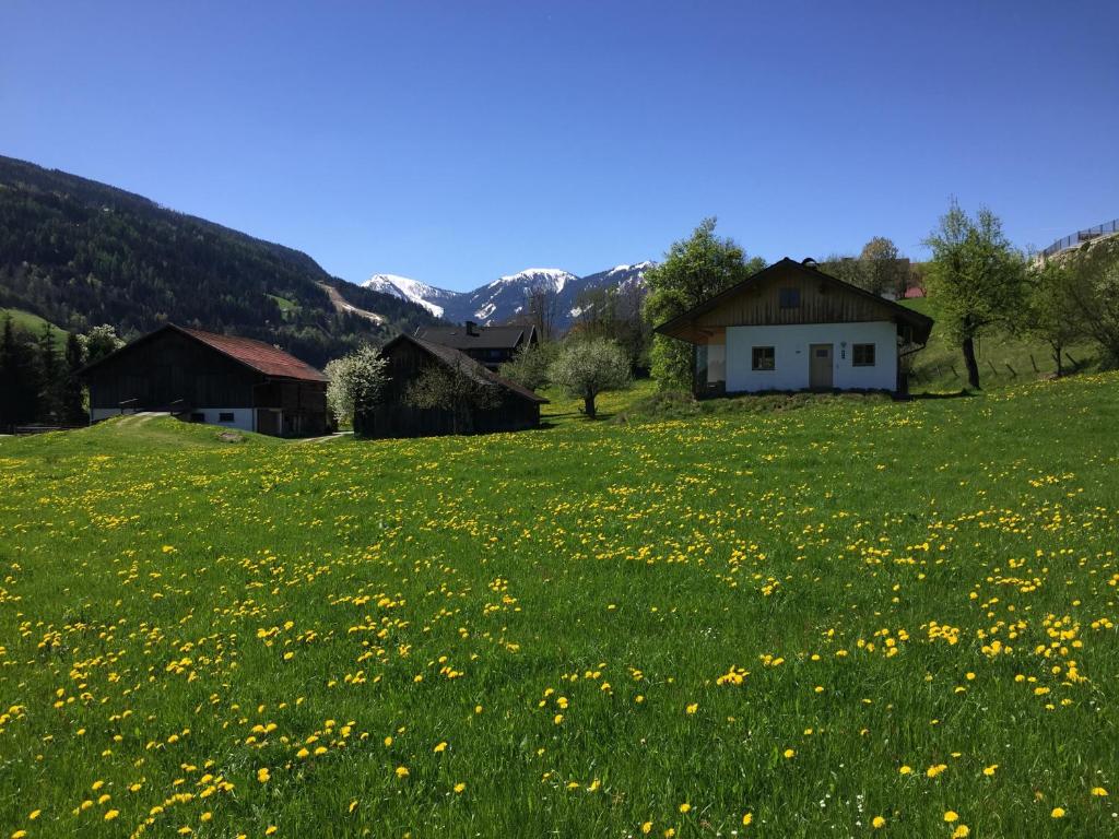 a field of flowers in front of a house at Bobbies Nest in Schladming