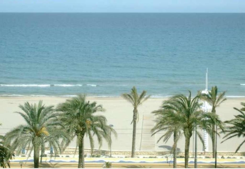un grupo de palmeras en una playa con el océano en Apartamento Voramar Primera Linea de Mar, en El Campello