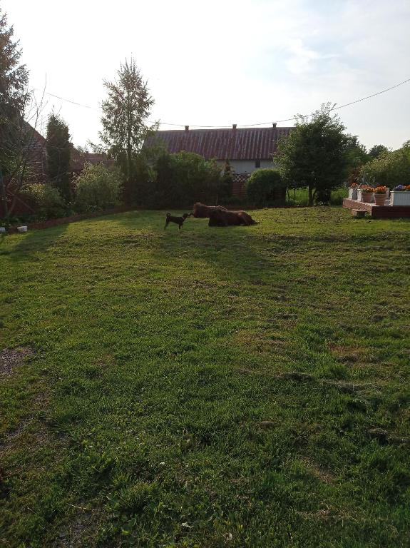 Vonkajšia záhrada v ubytovaní B&B Źródlana 46