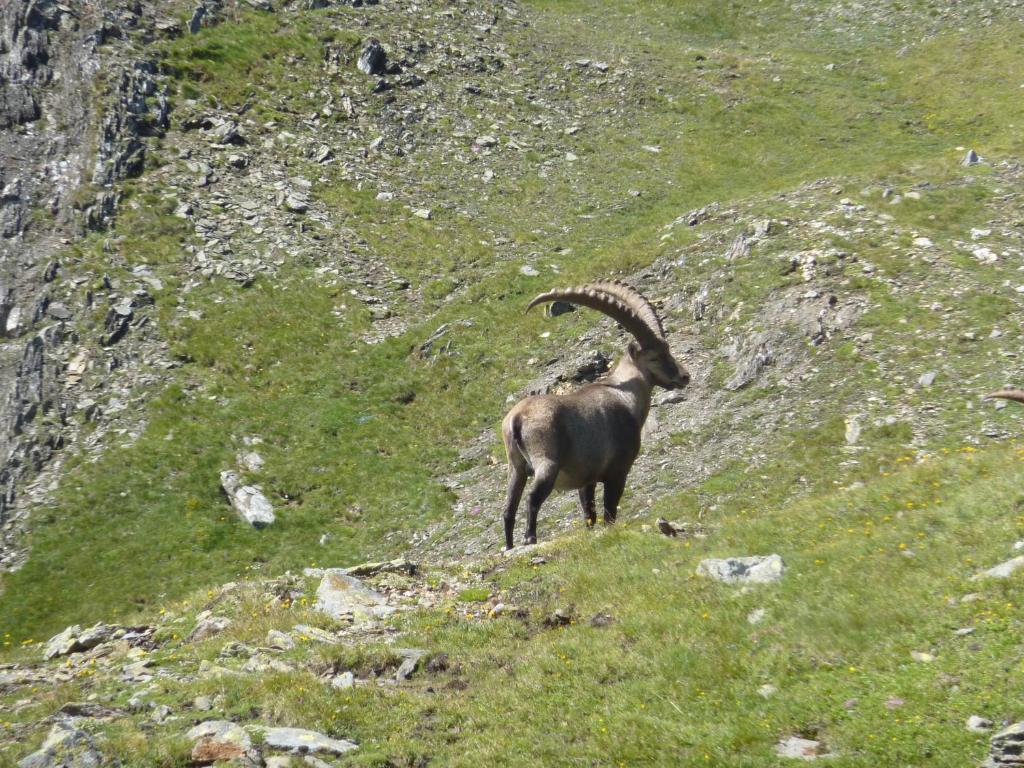 una cabra subiendo una colina con sus cuernos en Lo Stambecco en Casteldelfino