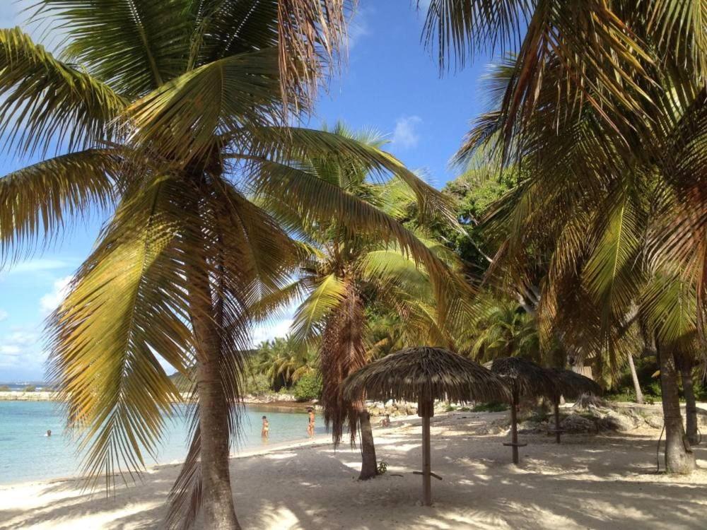 un grupo de palmeras en una playa de arena en Gwadakreyol, en Saint-François