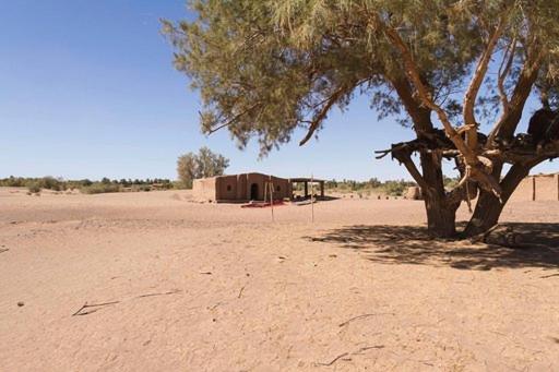 a tree in the middle of a desert with a building at Nomadic Life Camp in Mhamid
