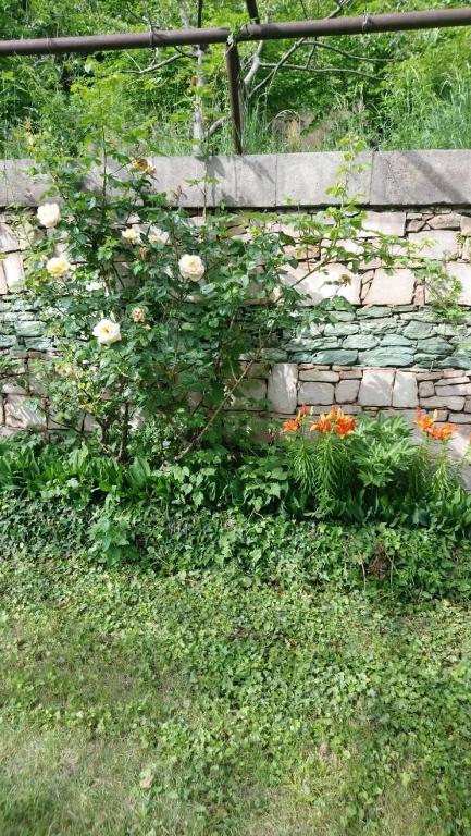 Zahrada ubytování Luse Guest House
