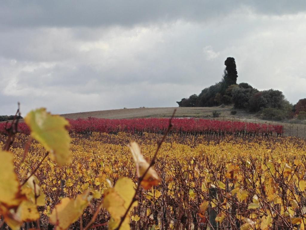 Fotografie z fotogalerie ubytování L'Albane Chambres d'hôtes v destinaci Lauraguel