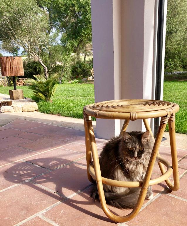 Domácí mazlíčci ubytovaní s hosty v ubytování La Casa Menorca