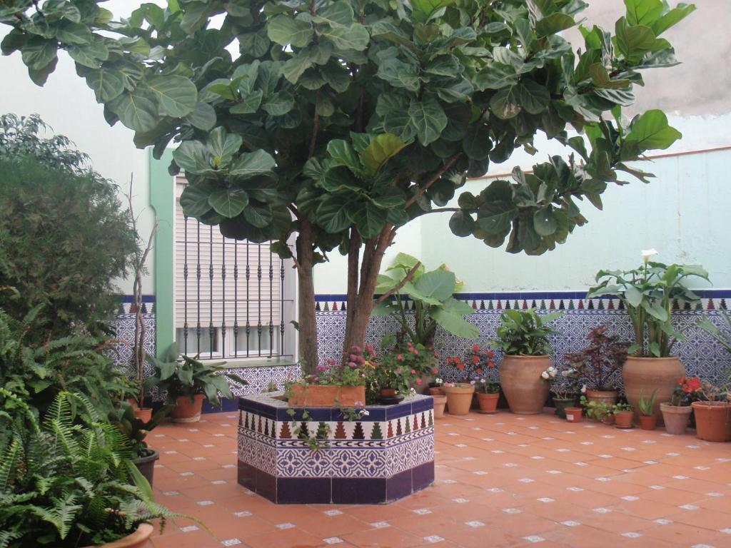 Zahrada ubytování Hostal Drago