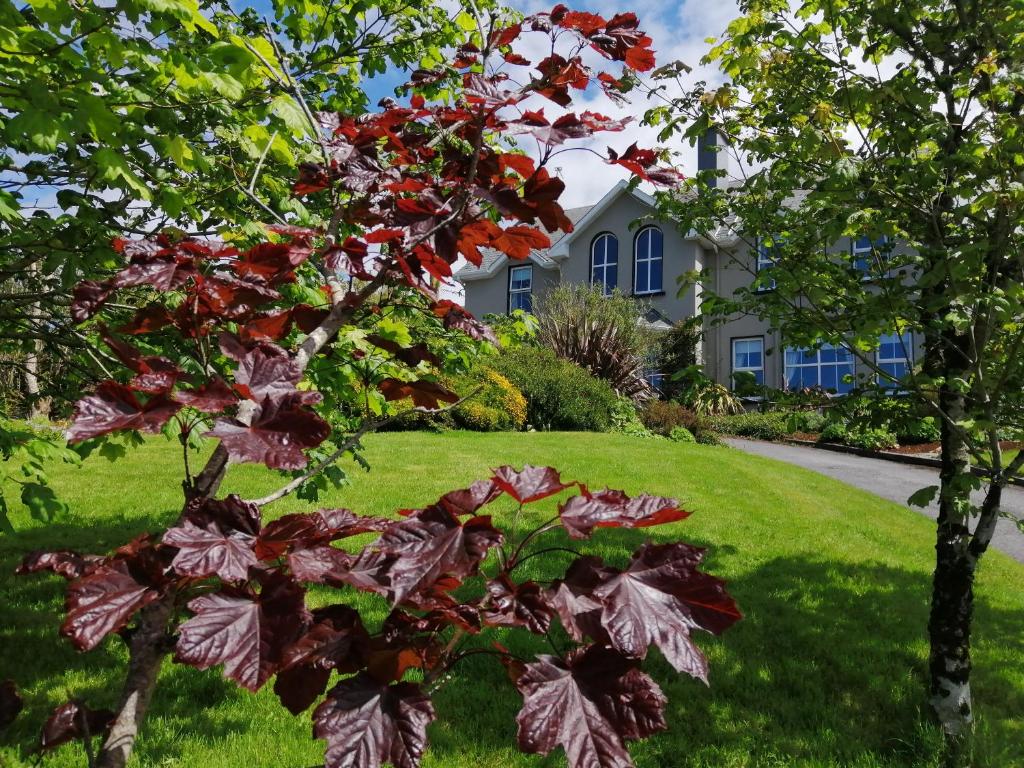 un árbol con hojas rojas delante de una casa en Apartments at Ballinsheen House & Gardens, en Lisdoonvarna