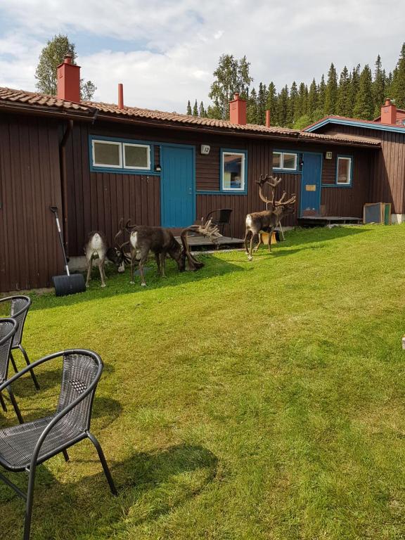 Fotografie z fotogalerie ubytování Bydalens Fjällby v destinaci Hallen