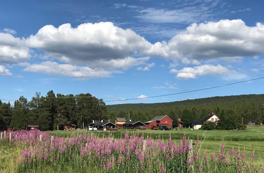a field of pink flowers in a field with houses at Roste Hyttetun og Camping in Os