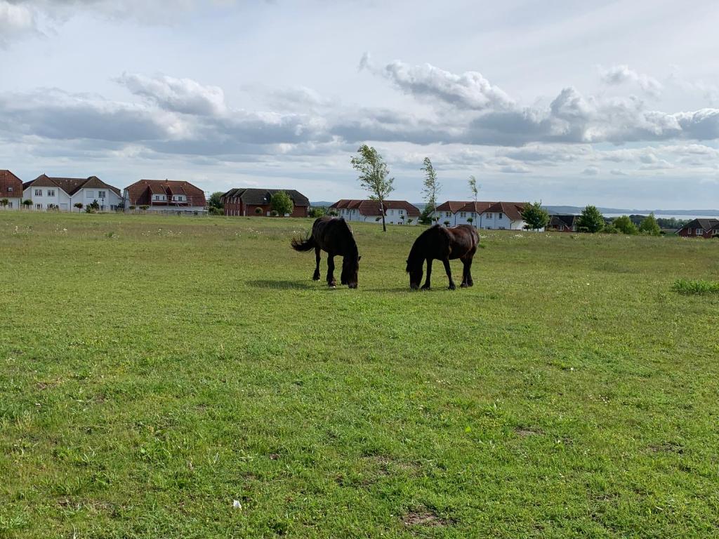 Zvieratá v apartmáne alebo blízkom okolí