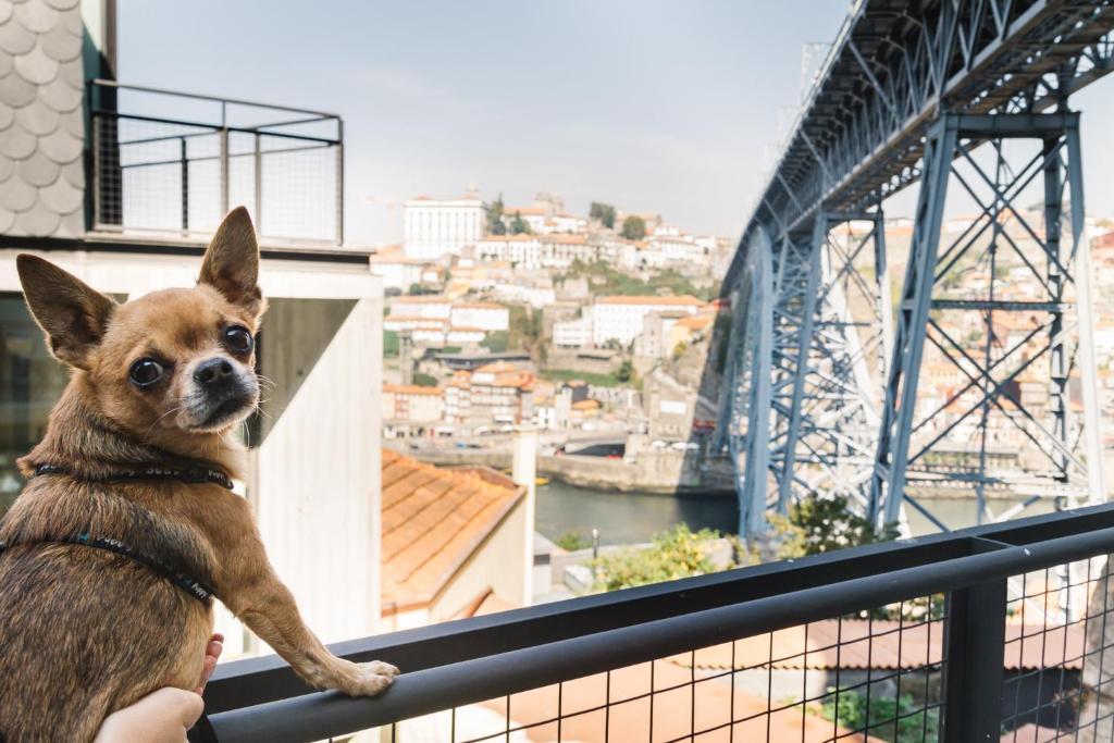 Domácí mazlíčci ubytovaní s hosty v ubytování Oh! Porto Apartments