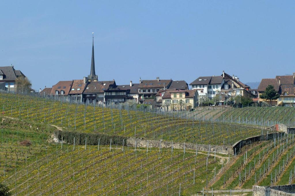 uma vinha com um monte de vinhas verdes em Cave du Cep em Cortaillod