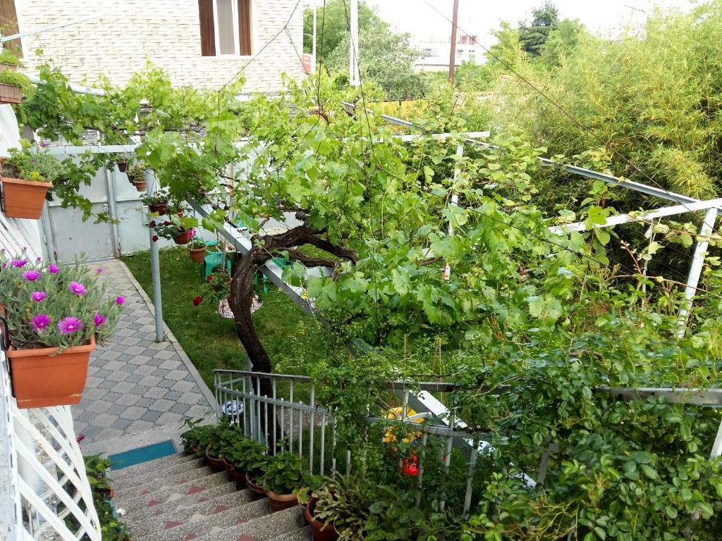 Zahrada ubytování Valiko house in Telavi