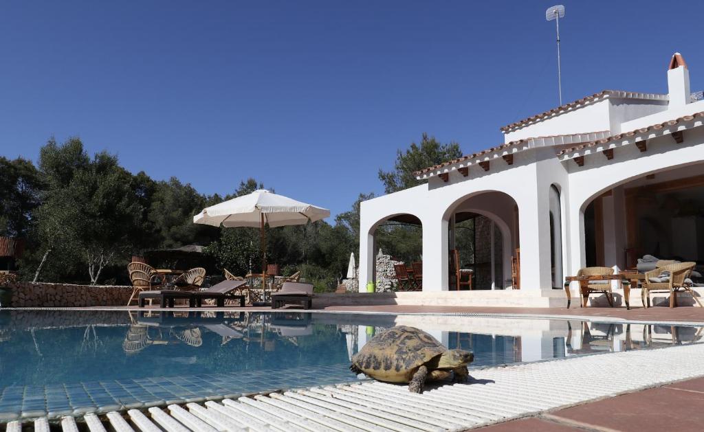 a large turtle is sitting in the middle of a swimming pool at La Casa Menorca in Ferreries