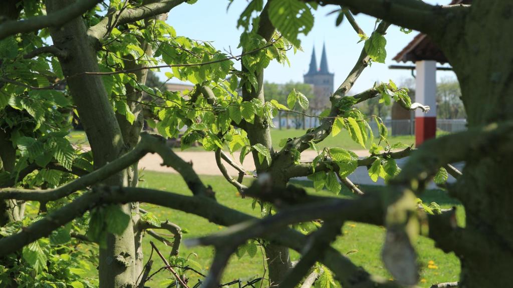 una vista de un parque a través de las ramas de un árbol en Ferienwohnung Kriemhild en Xanten