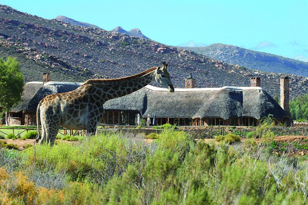 Aquila Private Game Reserve & Spa, Touwsrivier – Updated 2023 Prices