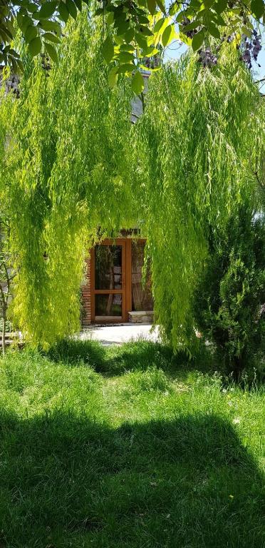 Zahrada ubytování Tamari Guest House