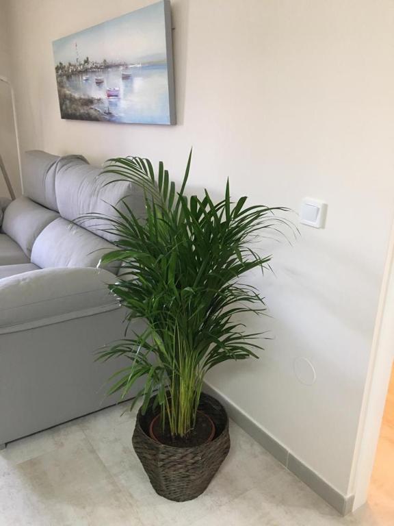 Posezení v ubytování Luxury Apartamento Minerva Júpiter