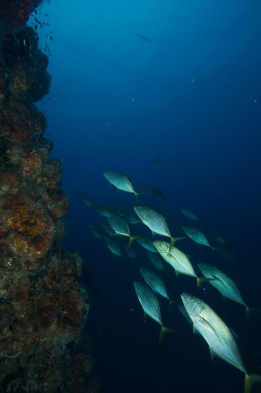 Fotografie z fotogalerie ubytování Puerto Lobos Dive camp v destinaci Tamiahua