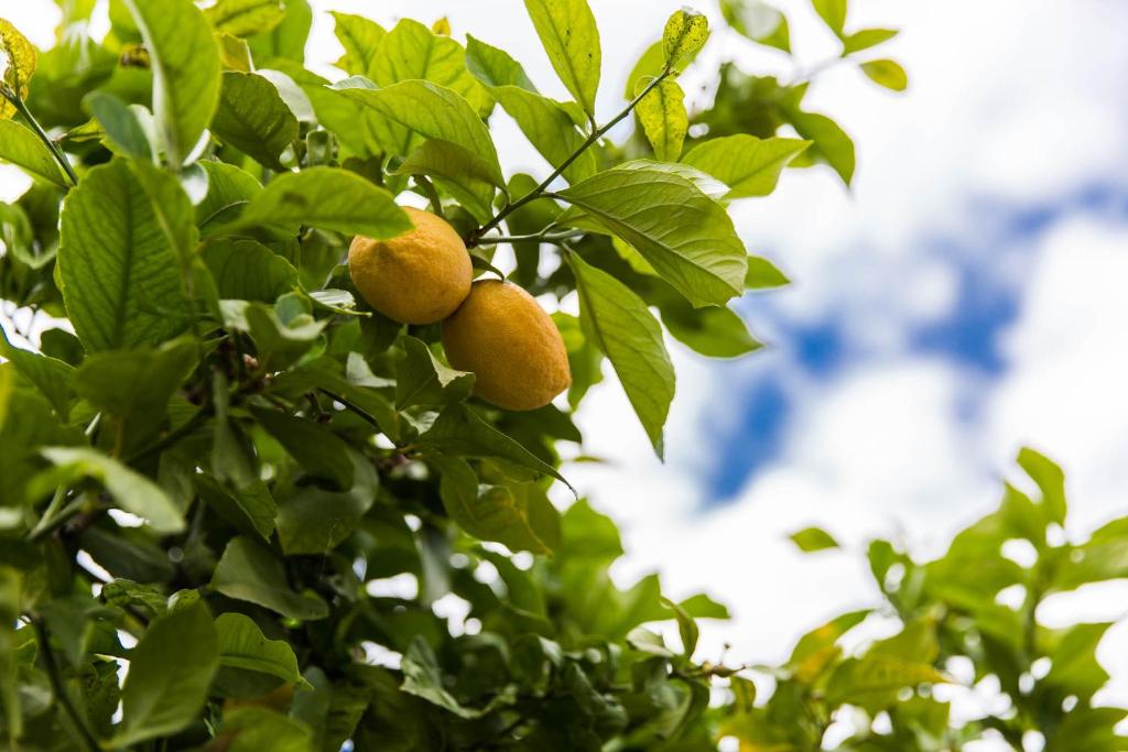 For4 Seasons Home 1 - by Avelink - 19