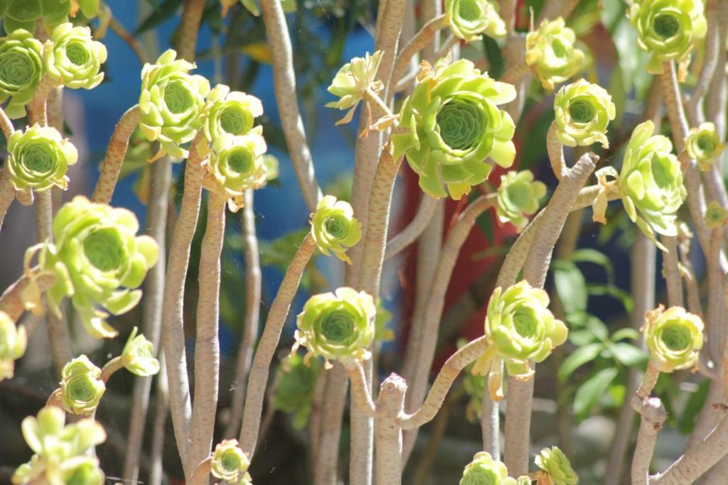 Jardí fora de Albergo 2 Pini