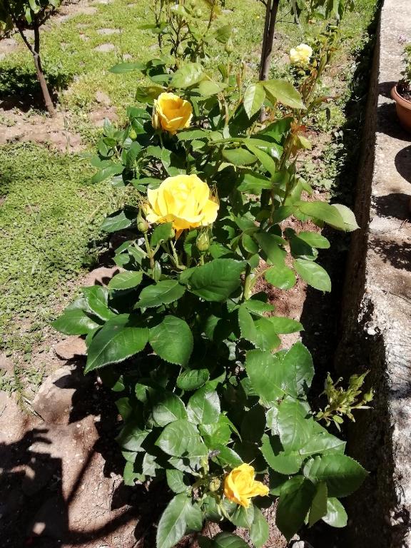 A garden outside Casa Vacanze Villa Rosetta
