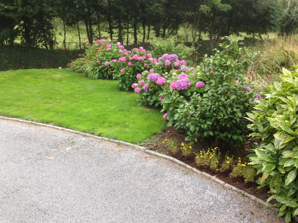a row of pink flowers in a garden at Rockcrest House in Kenmare